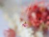 JOY Tourmaline rose