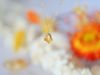 JOY Citrine